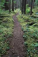Lower Dungeness and Gold Creek Trails